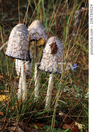Shaggy mane mushroom in a grass Shaggy mane mushroom in a grass 106784824