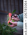 Hardworking hands harvesting vegetables 106785064