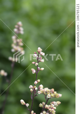 Prince of Silver Coral Bells Prince of Silver Coral Bells 106785121