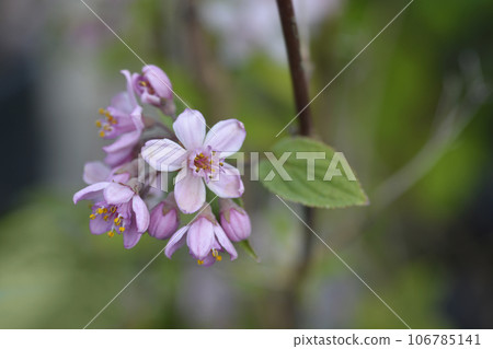 Deutzia Mont Rose 106785141