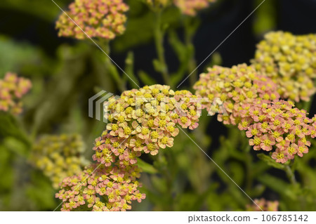 Milly Rock Yellow Terracotta Yarrow 106785142