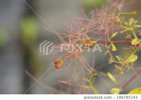 Smoke tree Golden Spirit 106785143
