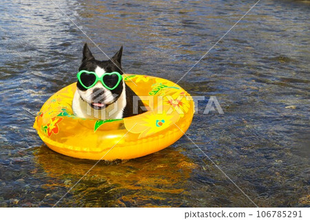 Mighty, a Boston terrier wearing goggles, looks cute in a float in the Miyako River ♡ 106785291