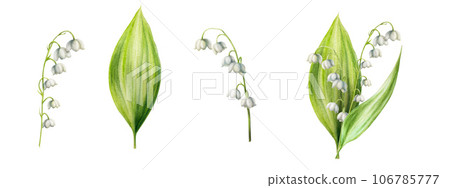 Watercolor set of lilies of the valley flowers isolated on white background. Spring hand painted illustration. For designers, wedding, decoration, postcards, wrapping paper, scrapbooking, covers, 106785777