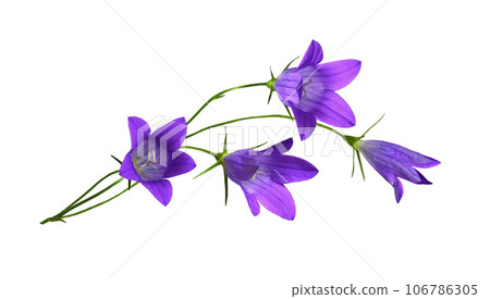 Purple campanula flowers in a floral arrangement isolated 106786305