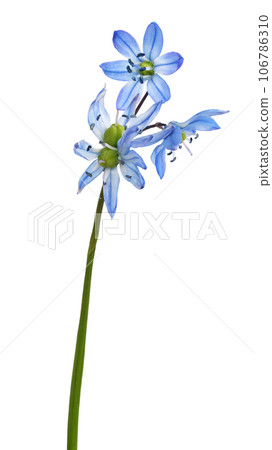 Blue scilla flower isolated 106786310
