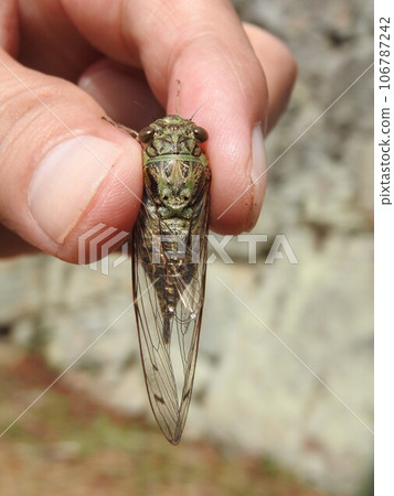Female cicada "Tsukutsukuboushi" held in hand 106787242