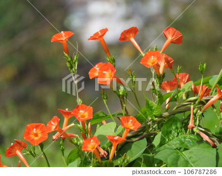 "Marubaru Kousou" in full bloom 106787286