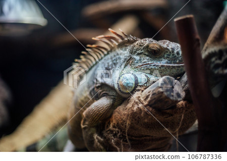 Creatures at Ueno Zoo 106787336