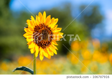 Sunflower 106787916
