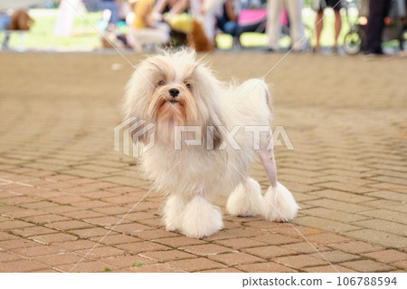 Photos of Louchen dogs. A small Lion dog in a rack 106788594