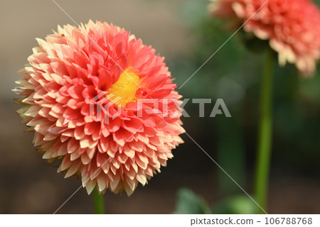 Dahlia (mother's warmth) Dahlia (mother's warmth) 106788768