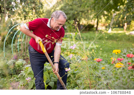 Skilled mature man tending to flower garden with shovel Skilled mature man tending to flower garden with shovel 106788848