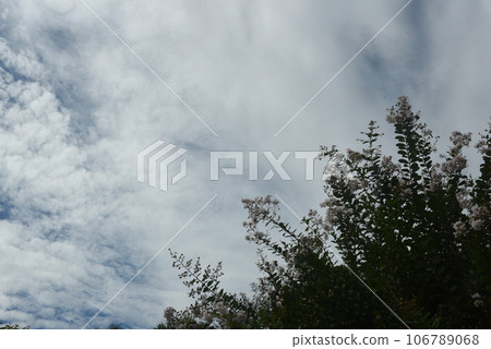 Crepe myrtle and autumn sky 106789068