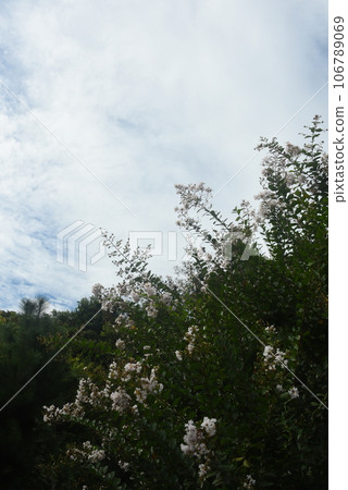 Crepe myrtle and autumn sky 106789069