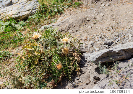 Silver thistle (Carlina acaulis), also known as stemless carline thistle, dwarf carline thistle 106789124