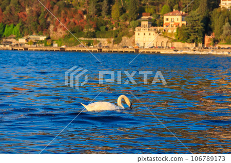 Beautiful white swan swimming at Lake Como in Como, Italy Beautiful white swan swimming at Lake Como in Como, Italy 106789173