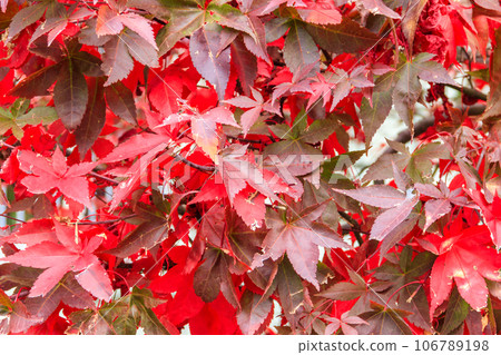 Japanese red maple tree leaves in autumn 106789198