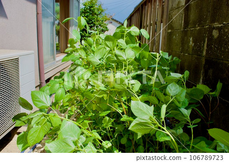 Molokheiya 生長在自家花園裡 Molokheiya 生長在自家花園裡 106789723