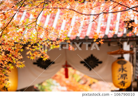 拍攝滋賀縣江東三山三山之一永源寺的秋葉 拍攝滋賀縣江東三山三山之一永源寺的秋葉 106790010