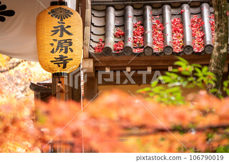拍攝滋賀縣江東三山三山之一永源寺的秋葉 拍攝滋賀縣江東三山三山之一永源寺的秋葉 106790019