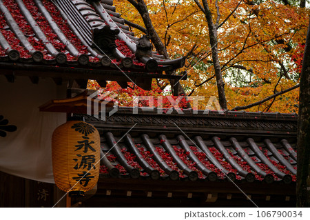 Photographing the autumn leaves of Eigenji Temple, one of the three Koto Sanzan temples in Shiga Prefecture Photographing the autumn leaves of Eigenji Temple, one of the three Koto Sanzan temples in Shiga Prefecture 106790034