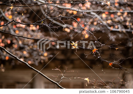 拍攝滋賀縣江東三山三山之一永源寺的秋葉 106790045