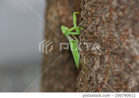 樹幹上的螳螂 106790612