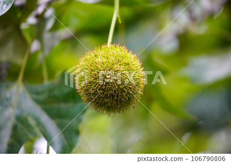 Fruit of Suzuki beetle 106790806