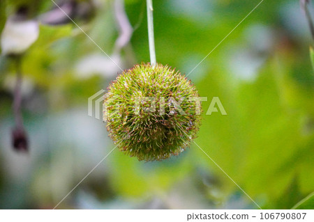 鈴木甲蟲的果實 鈴木甲蟲的果實 106790807