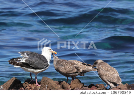 鯡魚鷗的家庭 鯡魚鷗的家庭 106790849