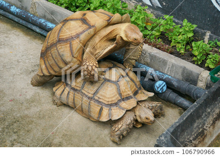 Cows Humping Turtles Galapagos Giant Tortoises Mating Having Sex On