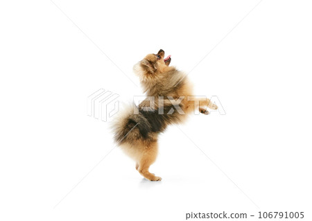 Smart pet. Purebred, small, cute pomeranian spitz dog standing on hind legs over white studio background Smart pet. Purebred, small, cute pomeranian spitz dog standing on hind legs over white studio background 106791005
