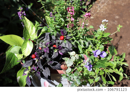 Flower planting using ornamental chili peppers Flower planting using ornamental chili peppers 106791123