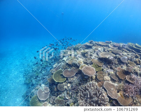 深藍色的海底,魚群在珊瑚礁周圍游泳 深藍色的海底,魚群在珊瑚礁周圍游泳 106791269