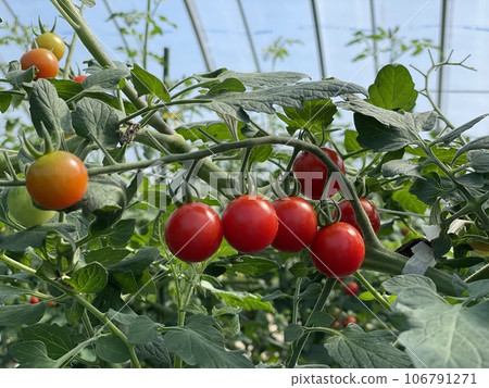 Brightly colored fresh vegetables: cherry tomatoes Brightly colored fresh vegetables: cherry tomatoes 106791271
