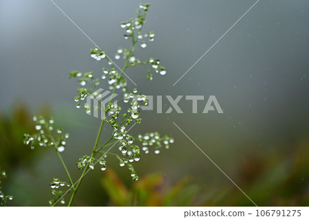 雨花 雨花 106791275