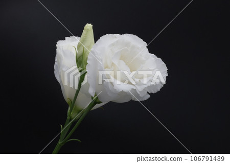 White lisianthus flower (Eustoma) on black background White lisianthus flower (Eustoma) on black background 106791489