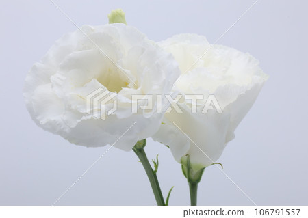 白色背景上的白色桔梗花(洋桔梗) 白色背景上的白色桔梗花(洋桔梗) 106791557