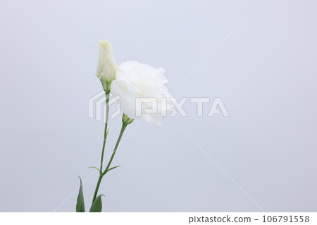 白色背景上的白色桔梗花(洋桔梗) 白色背景上的白色桔梗花(洋桔梗) 106791558