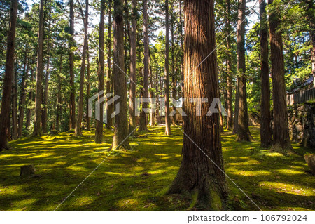 Fukui Heisenji Hakusan Shrine beautiful moss garden and summer sunshine Fukui Heisenji Hakusan Shrine beautiful moss garden and summer sunshine 106792024
