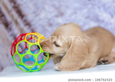 Puppy Kaninhen Dachshund Puppy Kaninhen Dachshund 106792420