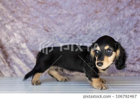 Puppy Kaninhen Dachshund Puppy Kaninhen Dachshund 106792467