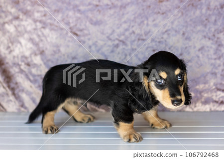 Puppy Kaninhen Dachshund Puppy Kaninhen Dachshund 106792468