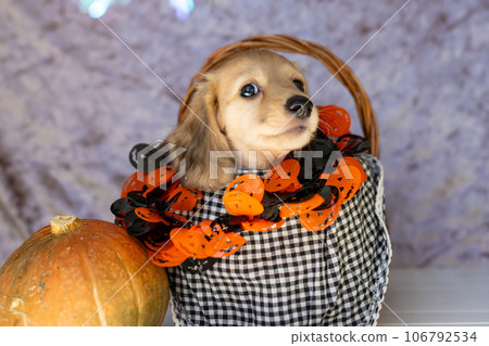 小狗 Kaninhen 臘腸犬小狗享受萬聖節 106792534