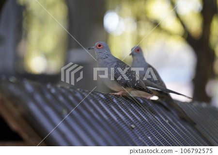 Diamond dove ~ Sagamihara Asamizo Park Fureai Animal Square ~ 106792575