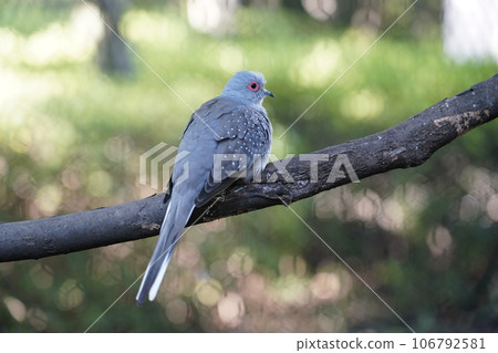 Diamond dove ~ Sagamihara Asamizo Park Fureai Animal Square ~ Diamond dove ~ Sagamihara Asamizo Park Fureai Animal Square ~ 106792581