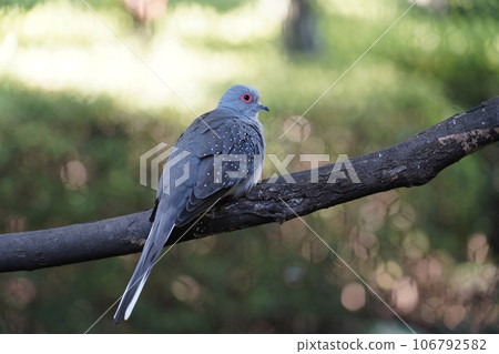 Diamond dove ~ Sagamihara Asamizo Park Fureai Animal Square ~ Diamond dove ~ Sagamihara Asamizo Park Fureai Animal Square ~ 106792582