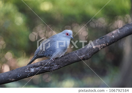 Diamond dove ~ Sagamihara Asamizo Park Fureai Animal Square ~ 106792584