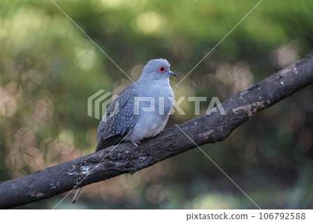 Diamond dove ~ Sagamihara Asamizo Park Fureai Animal Square ~ Diamond dove ~ Sagamihara Asamizo Park Fureai Animal Square ~ 106792588